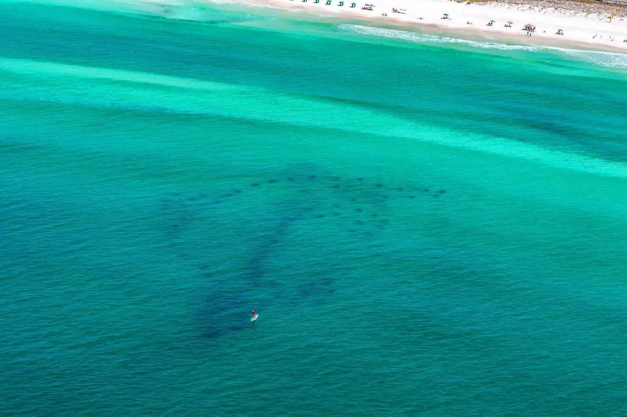 Washed Ashore Destin